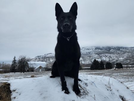 Police dog Neeka sitting in the snow. 